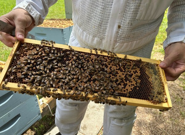 Last year beekeepers lost 48.2% of their colonies. It's the second highest loss since 2010 to 2011, when a survey started recording annual losses.