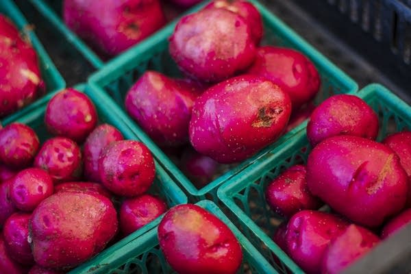 Red potatoes sit in bins at Guldan Family Farms
