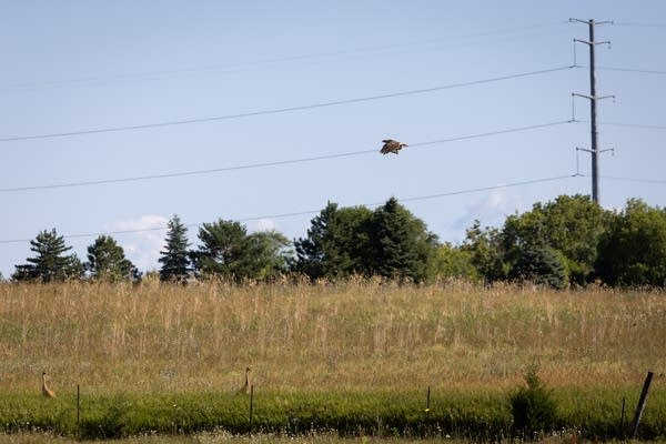 A hawk flies above a field