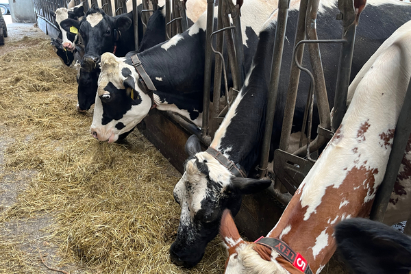 Holstein cows at the farm of Wilbert van der Post eat hay and feed. A series of court rulings has forced the Dutch government to come up with ways to reduce nitrogen pollution, among them cutting animal herds by half by the end of this decade.