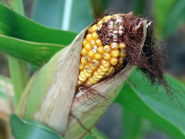 an ear of corn 