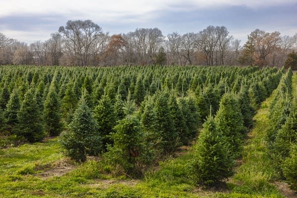 Rows of Christmas trees awaiting sale are seen