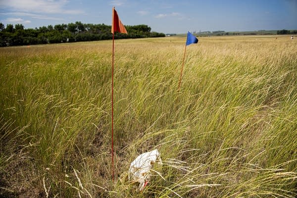 Two flags stand in a field of tall grasses
