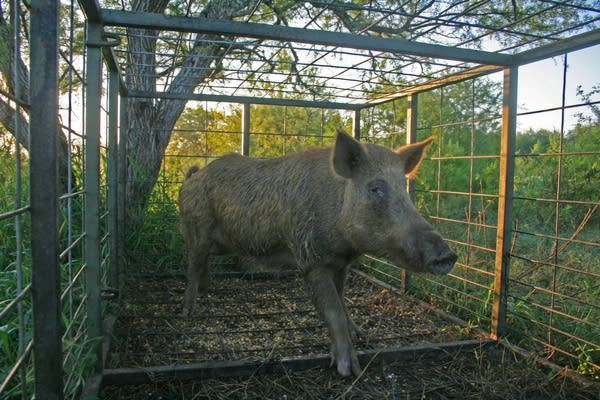 A feral swine in a trap