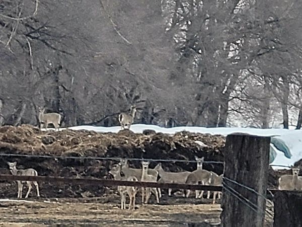 white tailed deer stand near a pile of hay