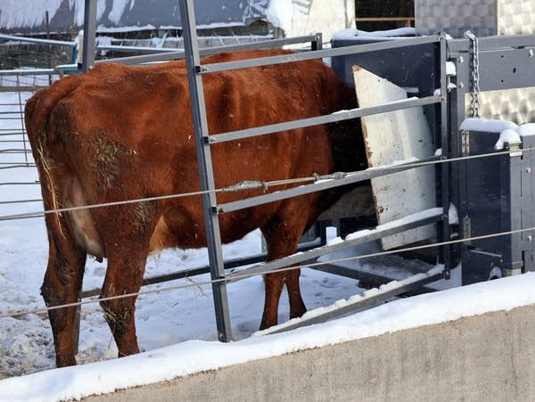 a cow stands near a metal gate 